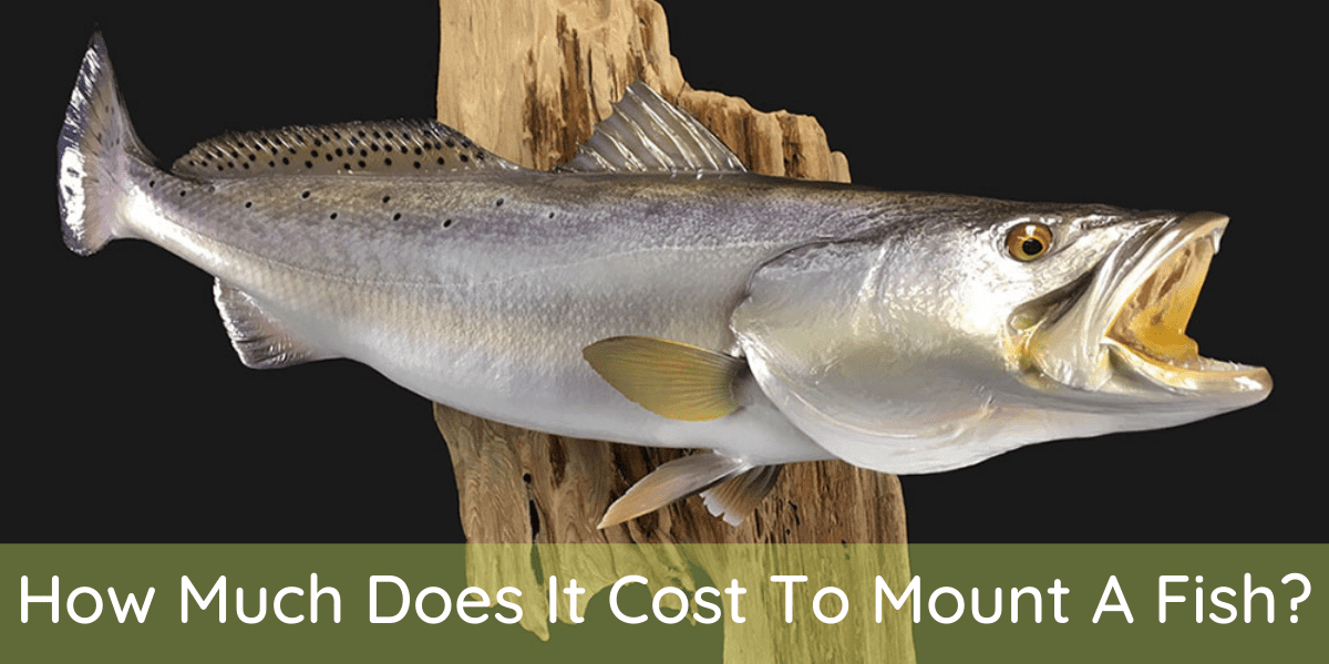How Much Does It Cost To Mount A Fish