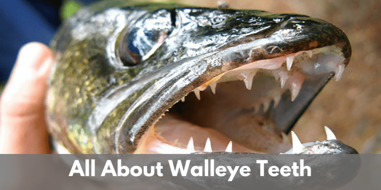 do walleye have teeth