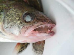 walleye fish teeth