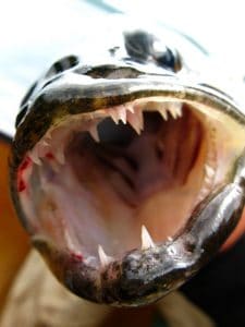 walleye teeth pics