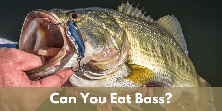 Are Bass Good To Eat? How To Cook & Enjoy These Fishes