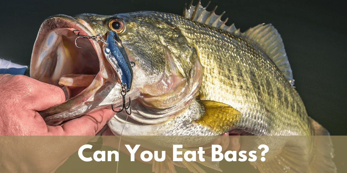 can you eat bass