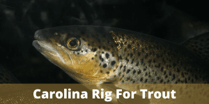 Carolina Rig For Trout Fishing