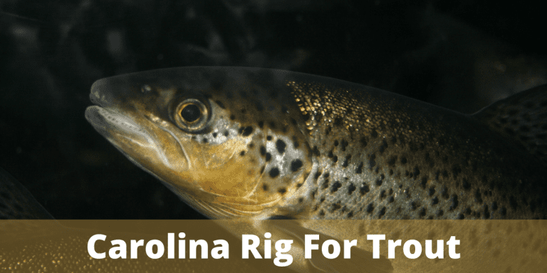How To Fish A Carolina Rig For Trout (Detailed Guide)