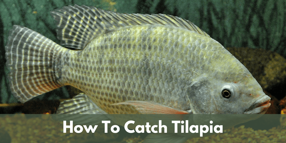 Catching tilapia