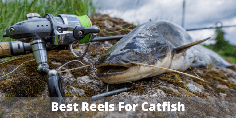 Top 10 Catfish Reels: The Ultimate Buyers Guide