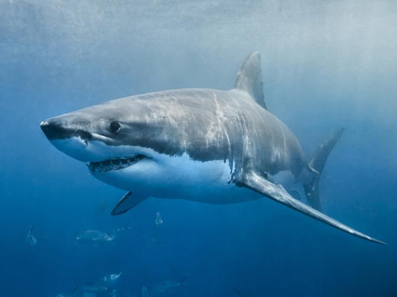 Great White Shark off Cape Cod